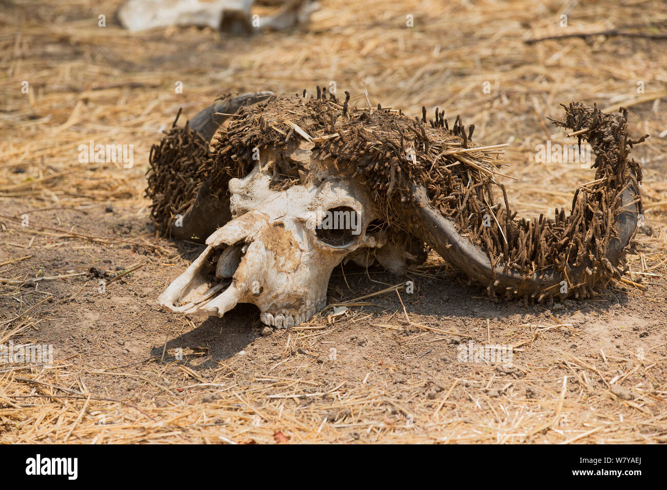 Schädel des afrikanischen Büffel mit Hörnern in Larven Fälle von Horn motten Tineidae abgedeckt, möglicherweise Ceratophaga vastella. Die Larven dieser Motte ernähren sich von Keratin. Stockfoto