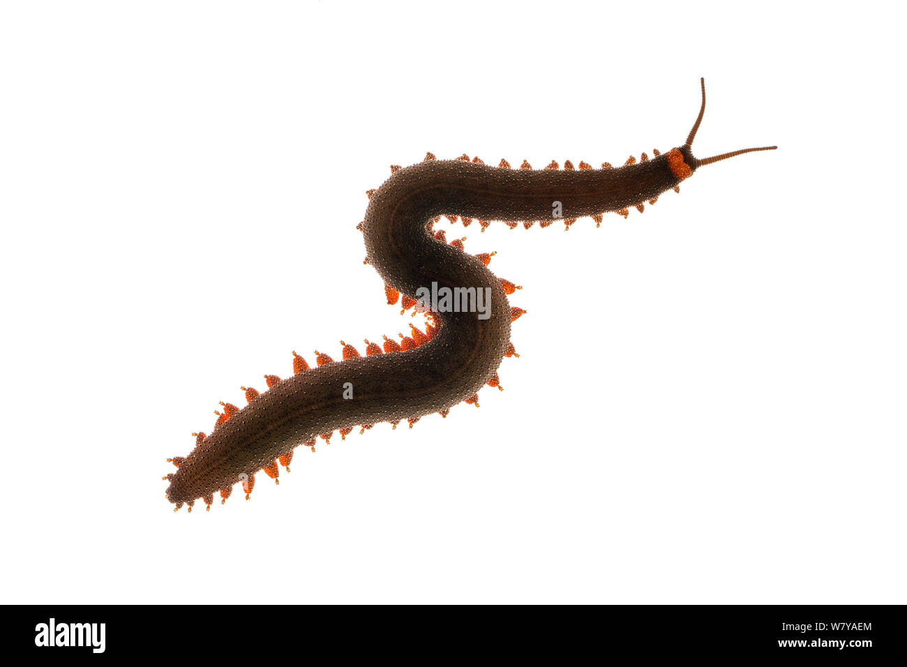 Velvet worm (Oroperipatus ecuadoriensis) Jatun Sacha biologische Station, Napo Provinz, Amazonasbecken, Ecuador. Meetyourneighbors.net Projekt Stockfoto