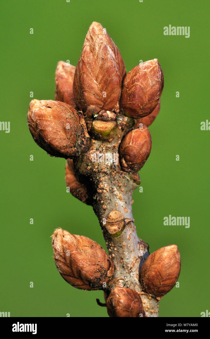 Pedunculate oak (Quercus robur) Knospen im Winter, Dorset, UK, Januar. Stockfoto