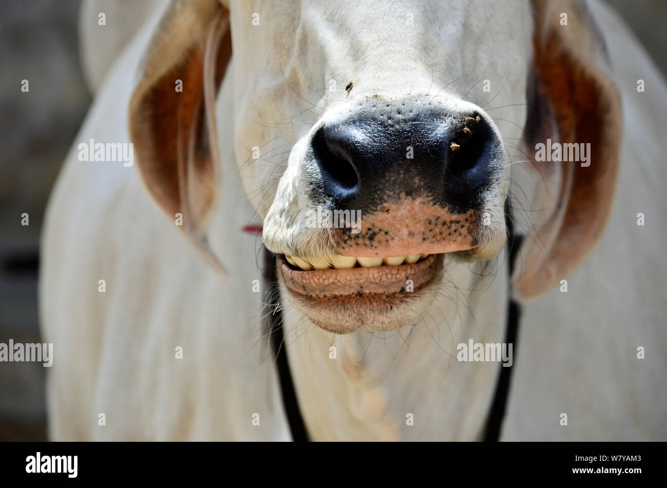 Portrait von weissen Kuh lächelnd und Kaugummis auf den Straßen von Pushkar, Indien Stockfoto