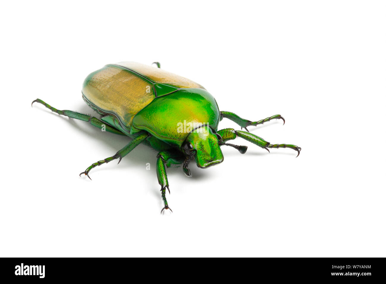 African Jewel Beetle/Obst Käfer (Chlorocala africana camerunica) unverlierbaren, tritt in Afrika. Bild aufgenommen mit Hilfe digitaler Fokus - stapeln. Stockfoto