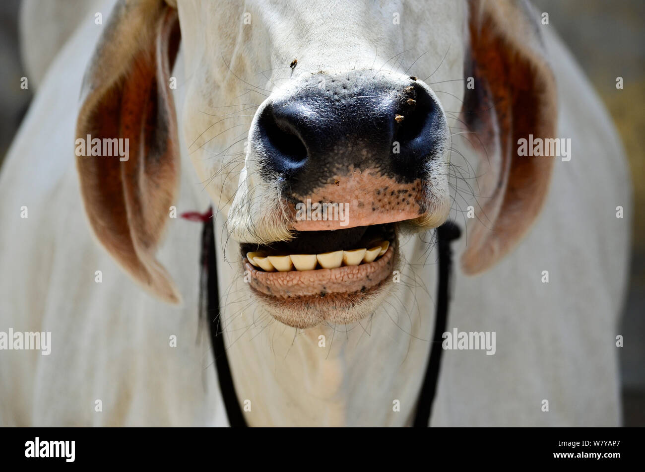 Portrait von weissen Kuh lächelnd und Kaugummis auf den Straßen von Pushkar, Indien Stockfoto