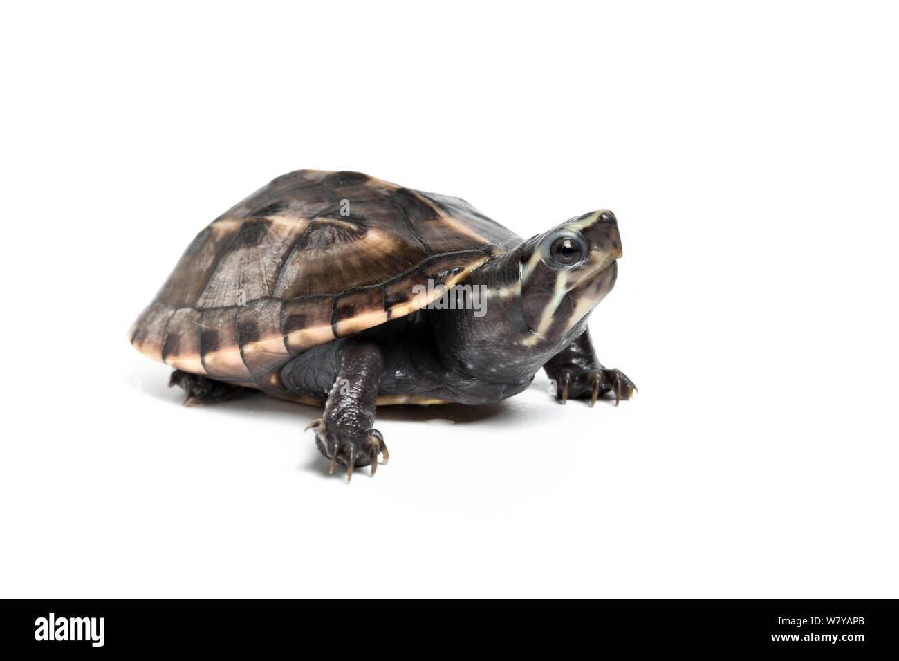 Drei-gestreiften Schlamm Schildkröte (Kinosternon Baurii) Sub-Erwachsenen. Captive, endemisch in den Vereinigten Staaten. Stockfoto