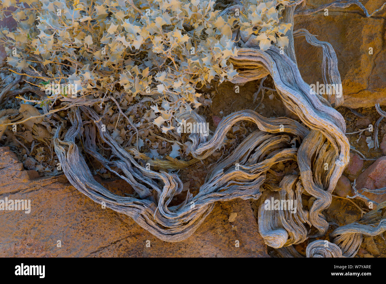 Desert Holly (Atriplex hymenelytra) Death Valley National Park, Kalifornien, USA, November. Stockfoto