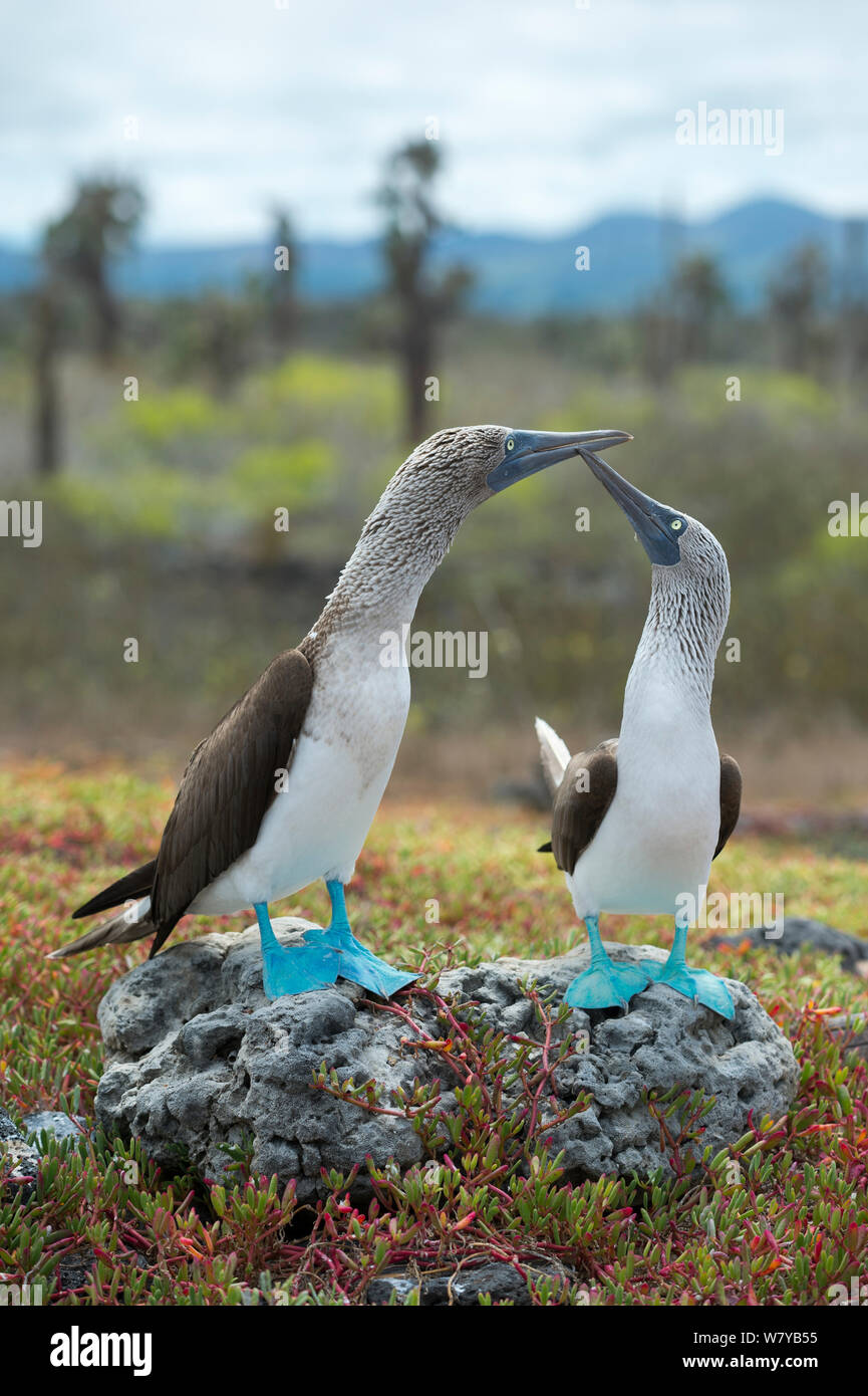 Blue-footed Booby (Sula nebouxii) Paar in der Balz, Santa Cruz Island, Galapagos, Ecuador. Stockfoto