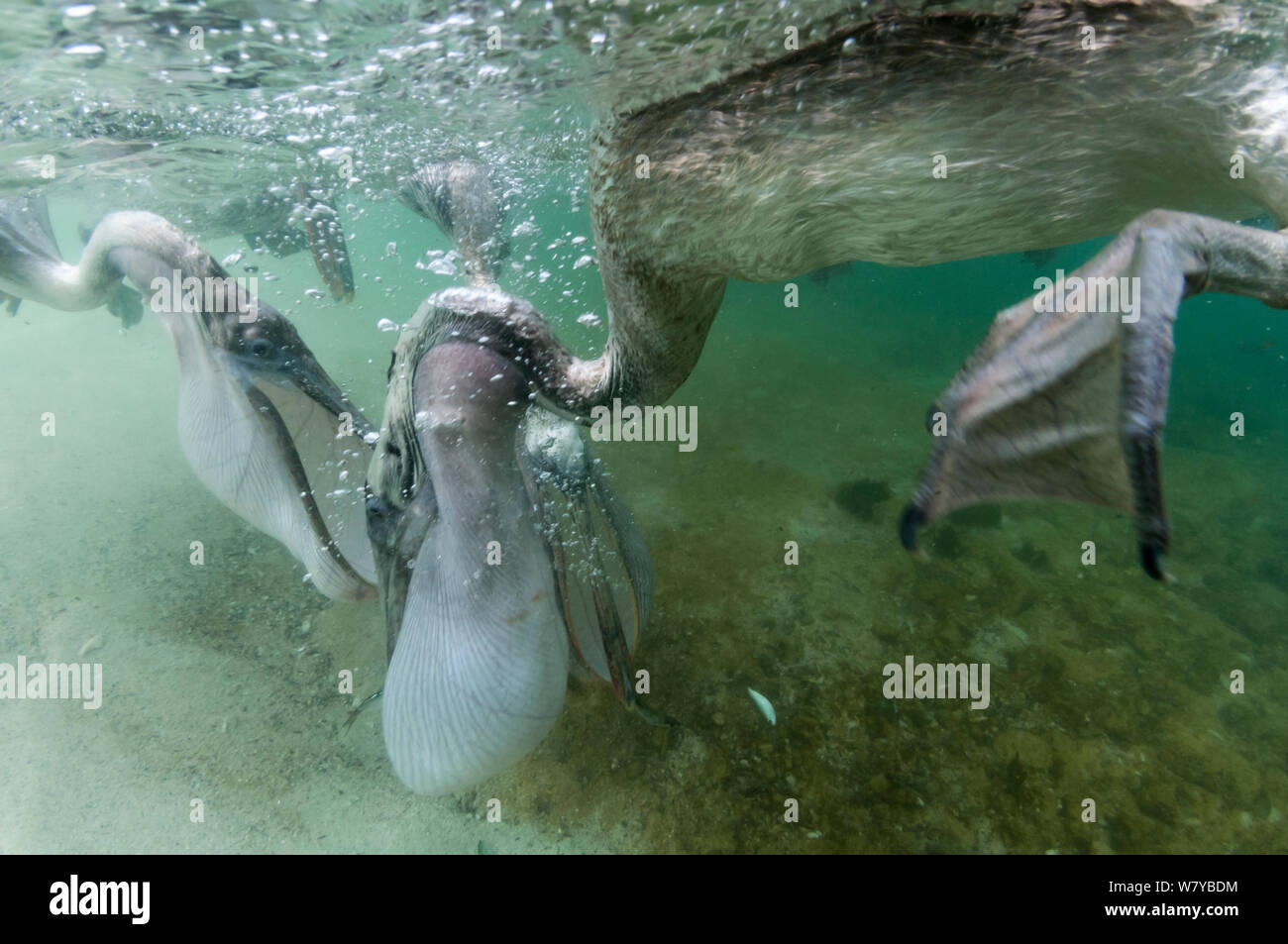 Braune Pelikane (Pelecanus Occidentalis) Fütterung unter Wasser, mit Kehle erweitert Beutel, Galapagos Stockfoto