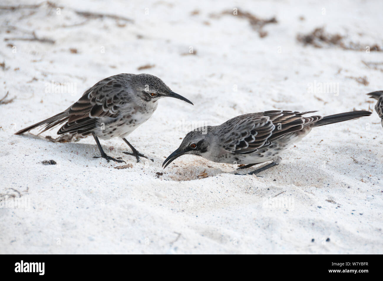 Espanola Spottdrosseln (Mimus macdonaldi) Futtersuche am Strand, Galapagos Stockfoto