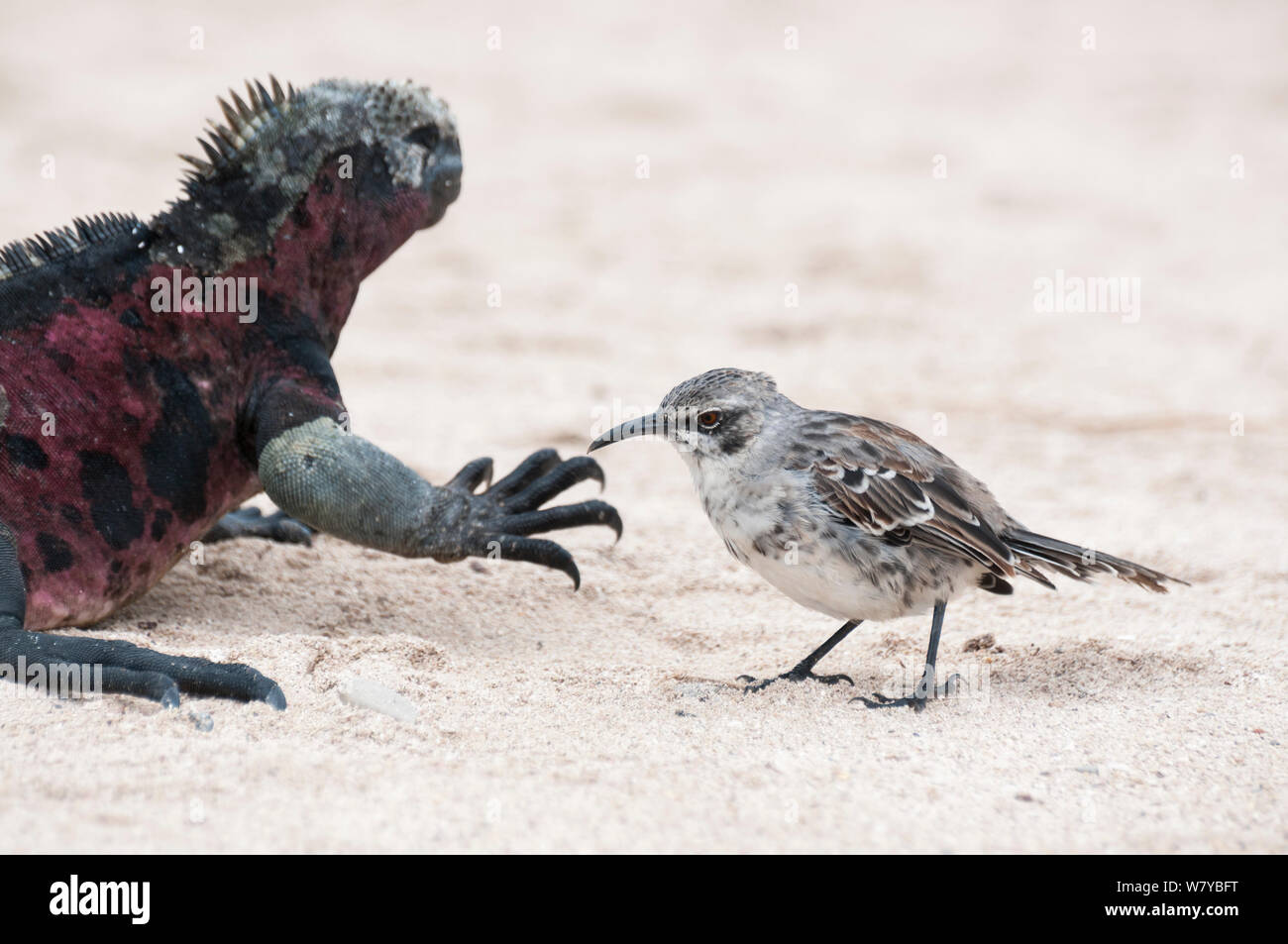 Espanola mockingbird (Mimus macdonaldi) stehend von Marine iguana (Ambylyrhynchus cristatus) mit roten Flecken, verursacht durch die Algen sie gefressen hat. Galapagos Stockfoto