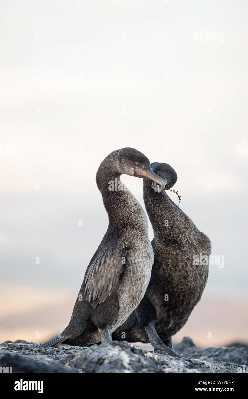 Flugunfähigen Kormoran (Phalacrocorax harrisi) Umwerbung, Galapagos Stockfoto