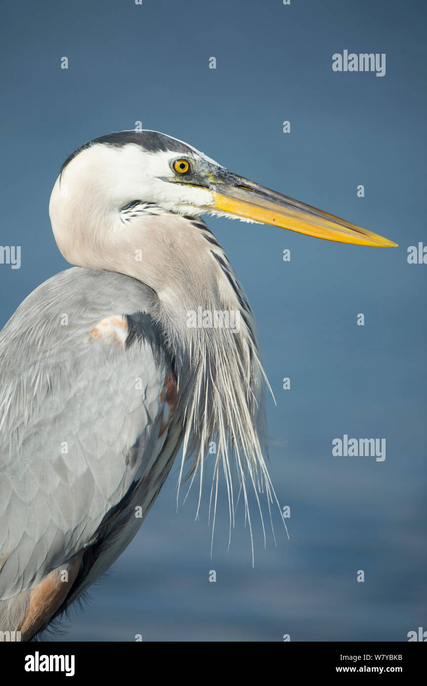 Große Blaue herom (Ardea herodias) Porträt, Galapagos Stockfoto