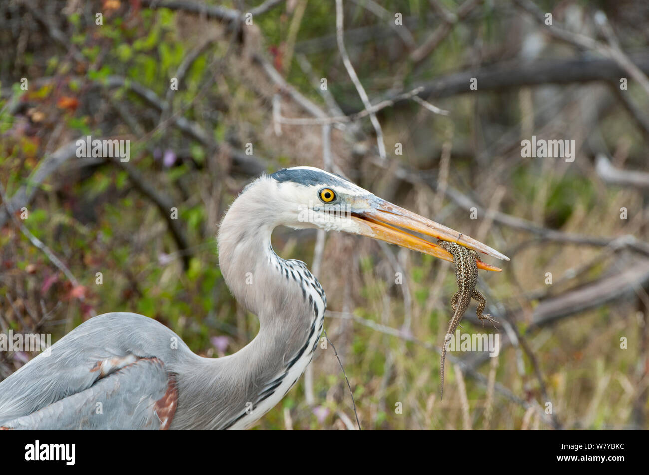 Große Blaue herom (Ardea herodias) mit Lava Eidechse, Galapagos Stockfoto