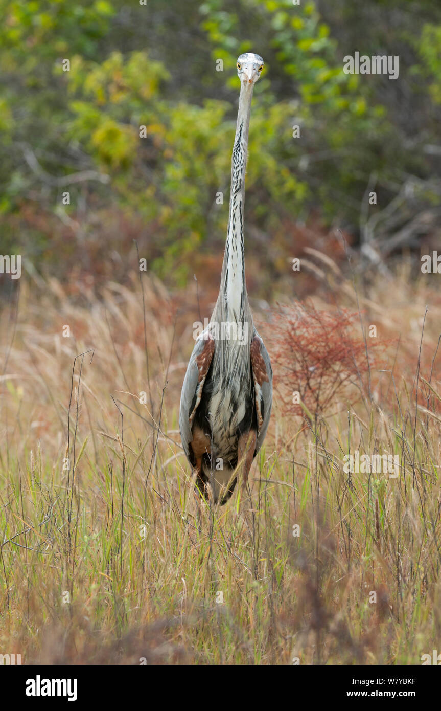 Große Blaue herom (Ardea herodias) im langen Gras, Galapagos Stockfoto