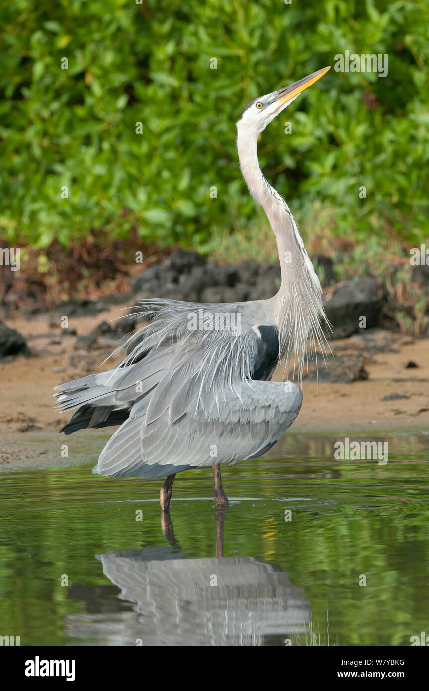 Große Blaue herom (Ardea herodias) stretching Flügel, Galapagos Stockfoto