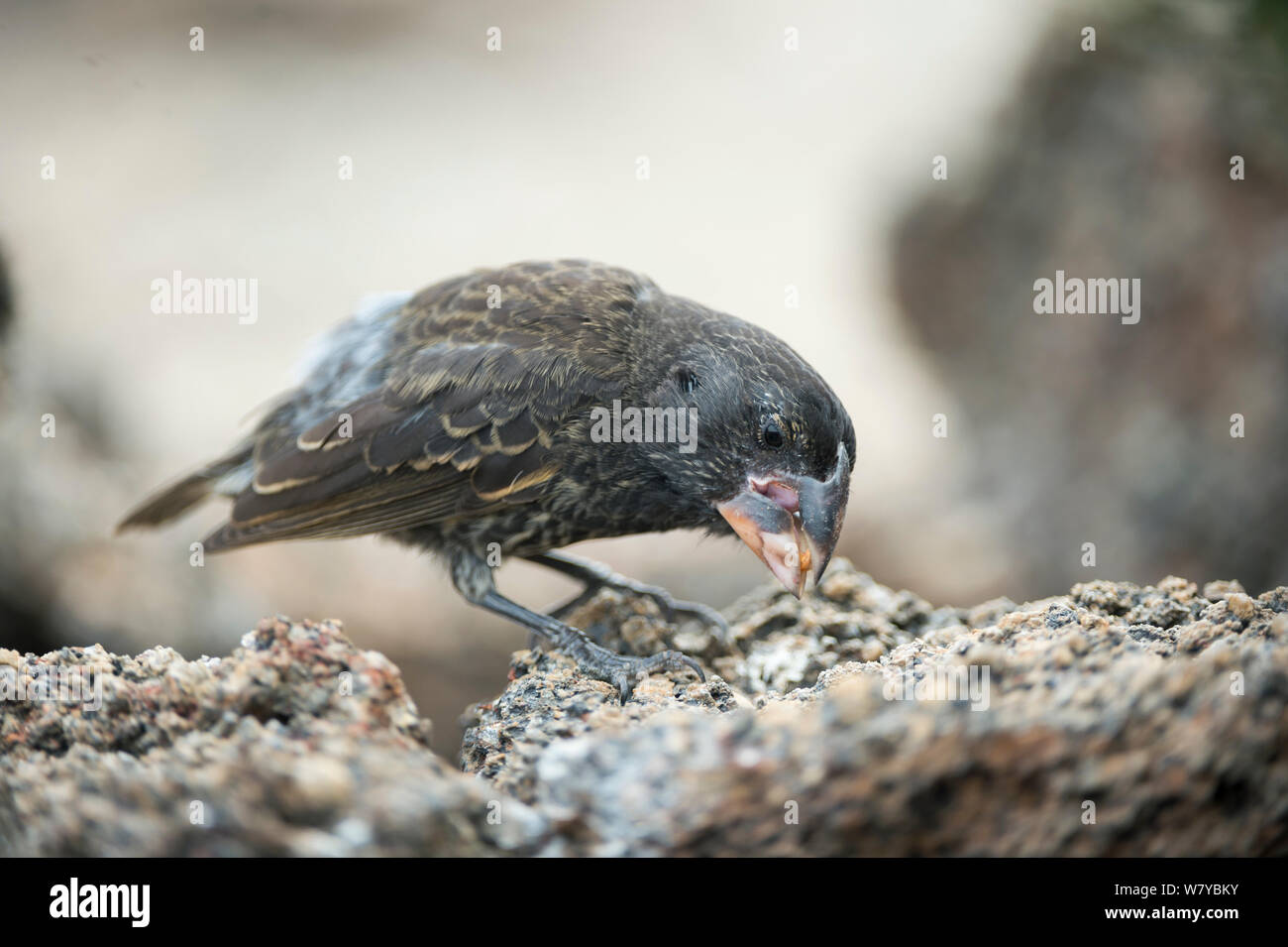 Große Grundfinken (Geospiza magnirostris) Fütterung auf Saatgut, Galapagos Stockfoto