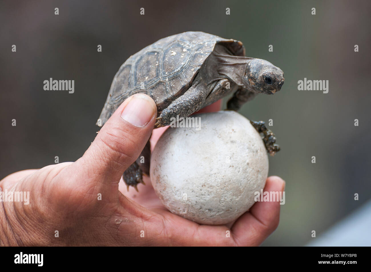 Sierra Negra Galapagos Schildkröte (Chelonoidis nigra guentheri) Hatchling" mit Ei, in der Hand hielt. Arnaldo Tupiza gezüchtet, die Insel Isabela Galapagos Stockfoto