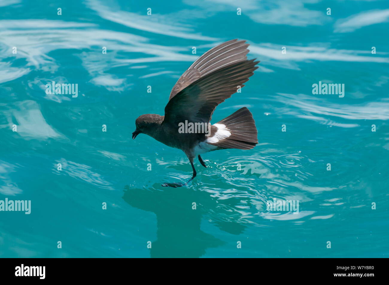 Weiß-belüftete Storm petrel (Oceanites griech. galapagoensis) &#39; &#39; auf der Oberfläche des Wassers während der nahrungssuche, Galapagos Stockfoto