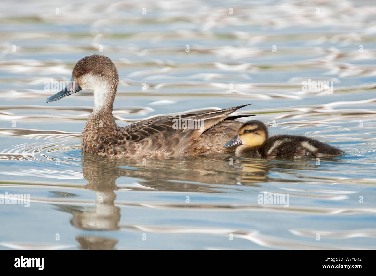 Weiß ist pintail Duck (Anas bahamensis) Weibliche mit Küken, Galapagos Stockfoto