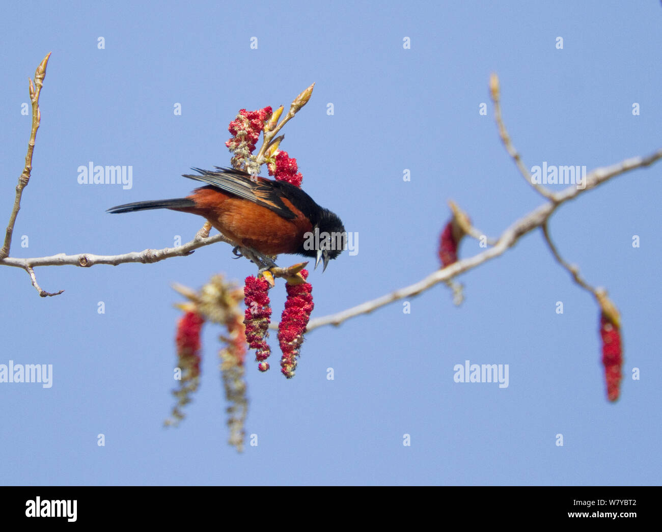 Orchard Oriole (Ikterus spurius) männliche Beschickung von palmkätzchen der Östlichen Cottonwood. New York, USA. Mai. Stockfoto
