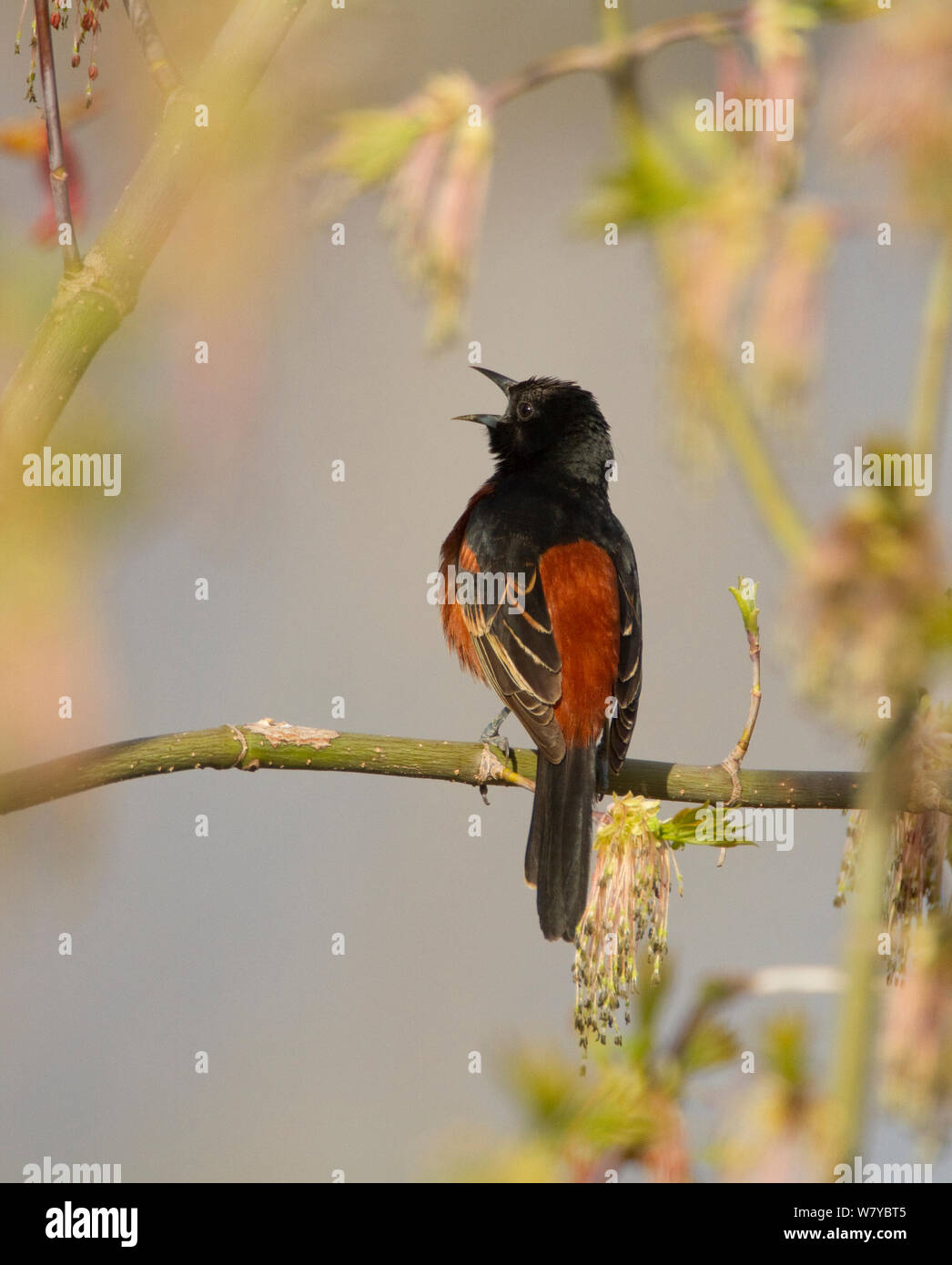 Orchard Oriole (Ikterus spurius) männlichen Gesang im Frühling, New York, USA. Stockfoto