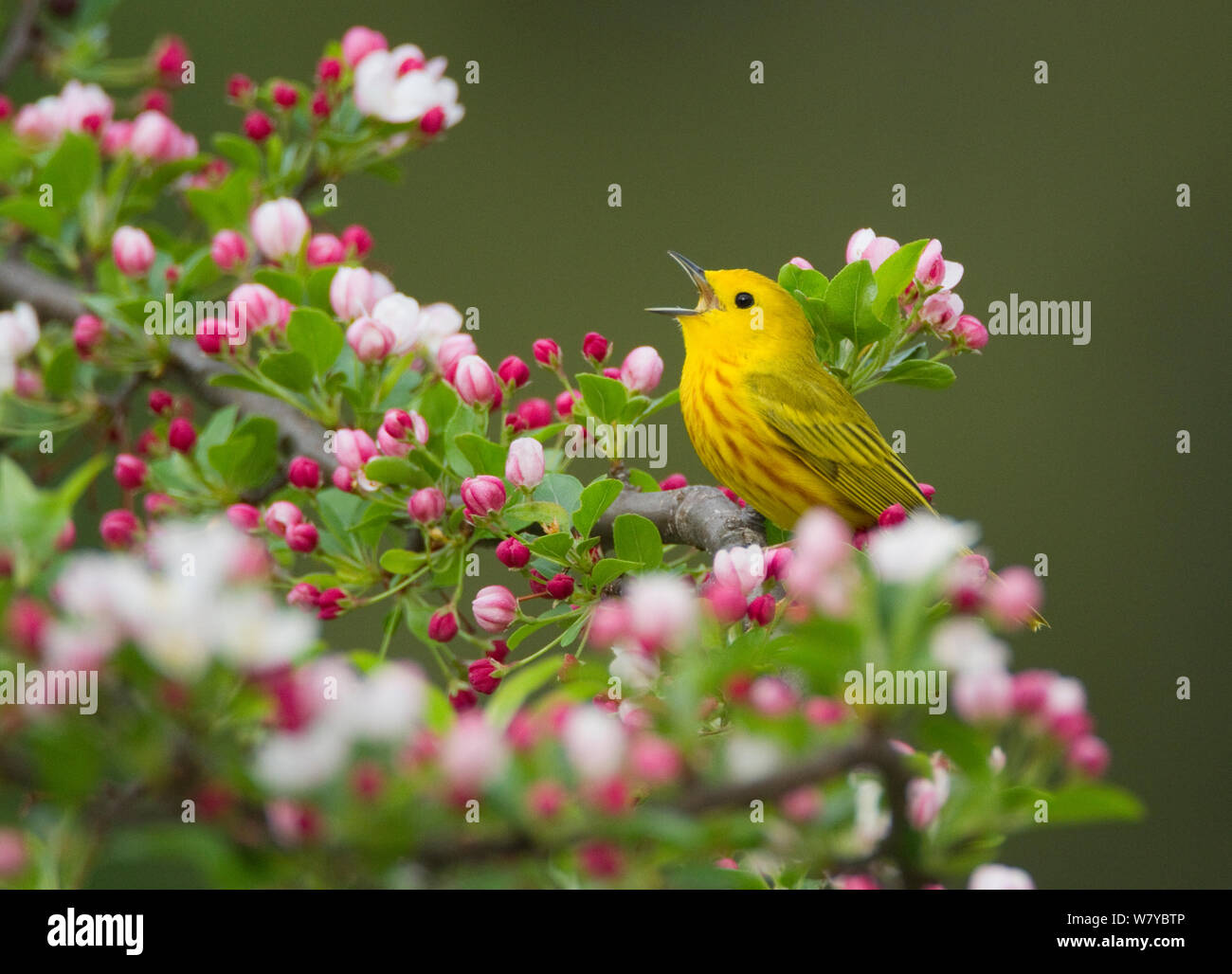 Yellow Warbler (Setophaga petechien) männlich zu singen, während auf Crabapple thront (Malus sp.) Blumen im Frühling, New York, USA. Stockfoto
