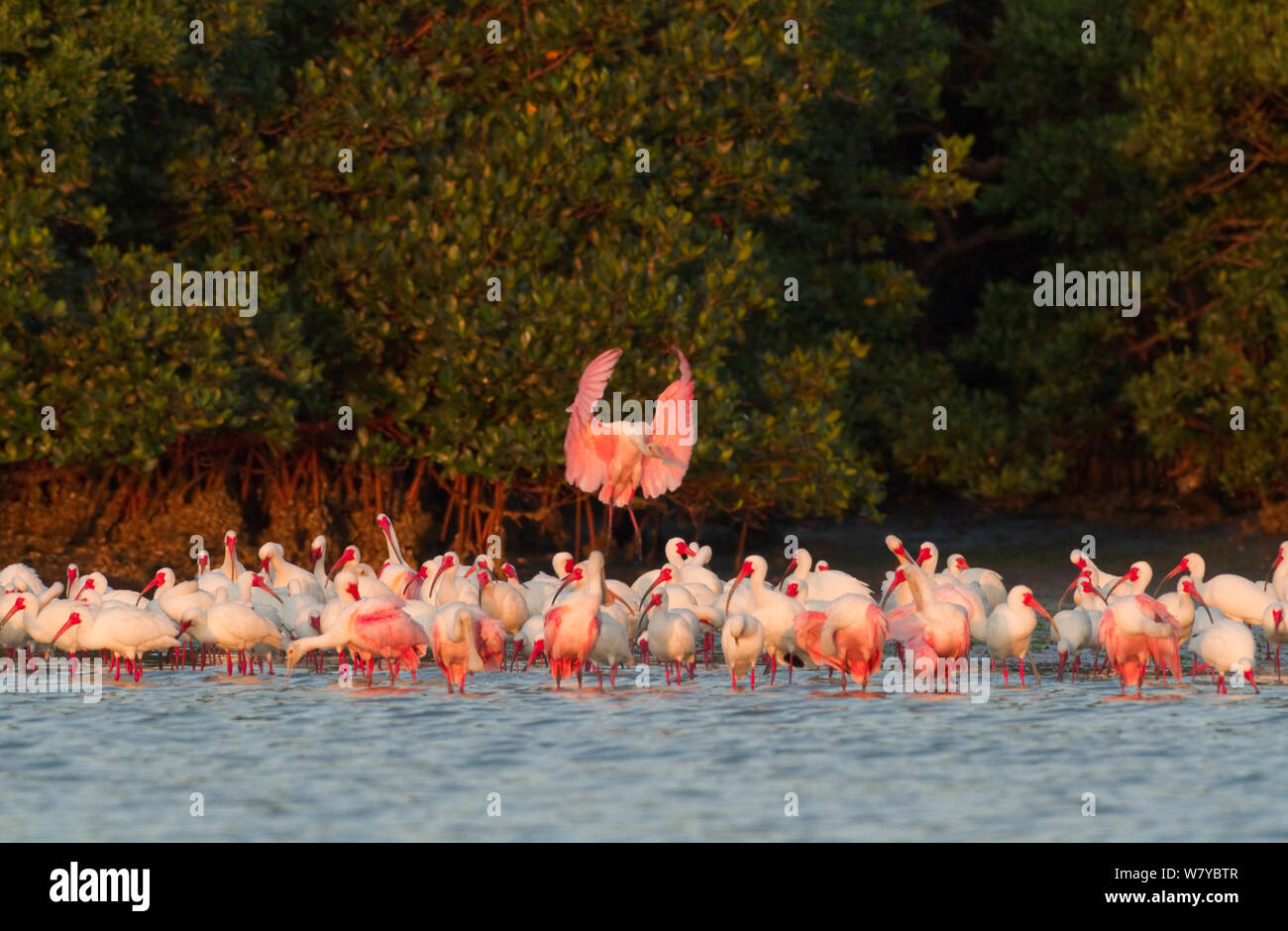 Rosalöffler (Ajaia ajaja) fliegen in gemischten Herde von Roseate Löffelreiher und White Ibis (Eudocimus albus) Alle in der Zucht Gefieder zu verbinden, am Rande einer mangroveninsel, Tampa Bay, Florida, USA, März Stockfoto
