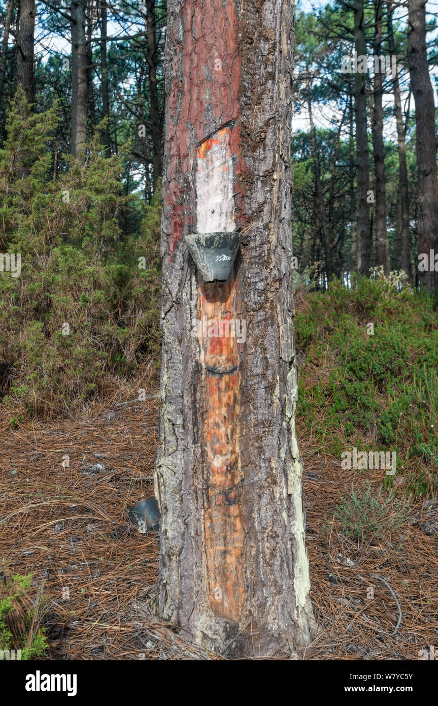 Maritime Pine (Pinus Pinaster) Bäume mit Gewindebohrung für das Harz (für die Herstellung von Terpentin verwendet). Portugal, September 2014. Stockfoto