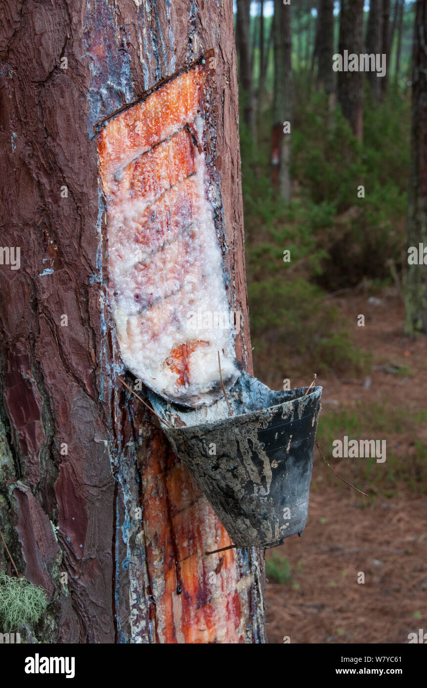Maritime Pine (Pinus Pinaster) Bäume mit Gewindebohrung für das Harz (für die Herstellung von Terpentin verwendet). Portugal, September 2014. Stockfoto