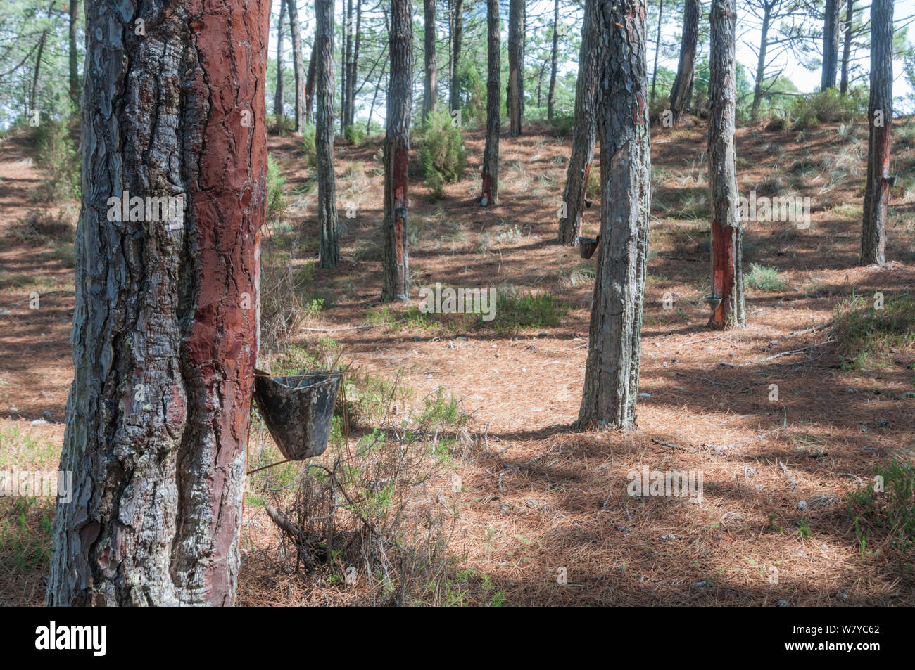 Maritime Pine (Pinus Pinaster) Bäume mit Gewindebohrung für das Harz (für die Herstellung von Terpentin verwendet). Portugal, September 2014. Stockfoto