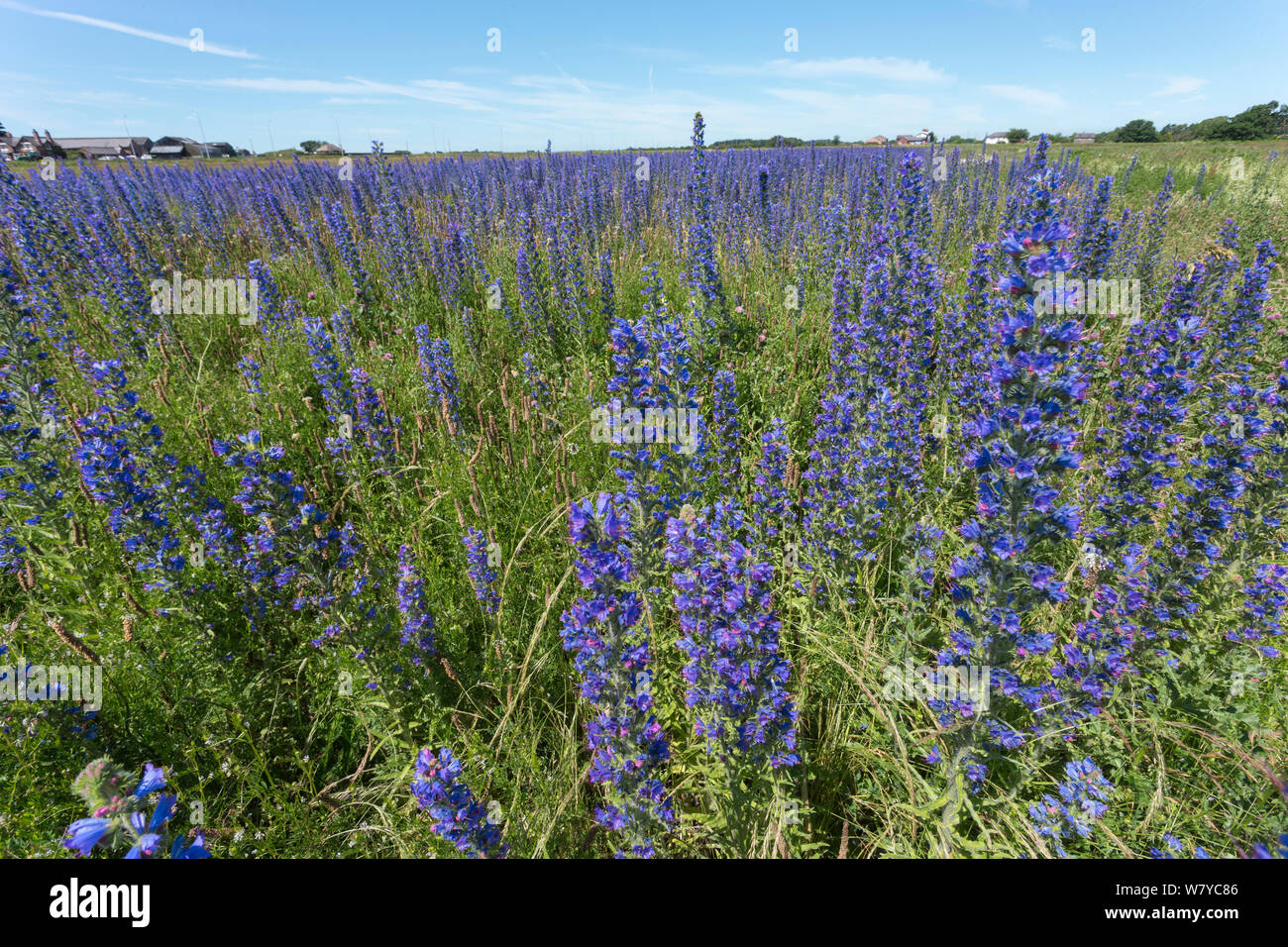 Viper's bugloss (Echium vulgare) für Saatgut von Landlife, Kaminecke Farm, Rainford, Merseyside, UK, Juni angebaut wird. Stockfoto