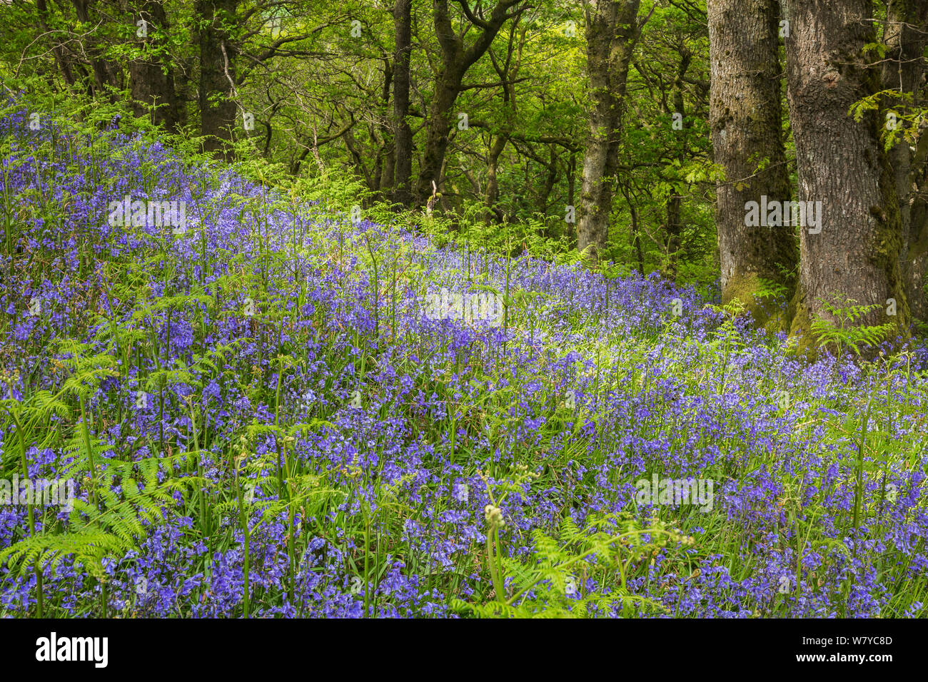 Bluebell Wood (Hyacinthoides non-scripta) Carstramon Holz, Dumfries und Galloway, Schottland, UK, Mai. Stockfoto