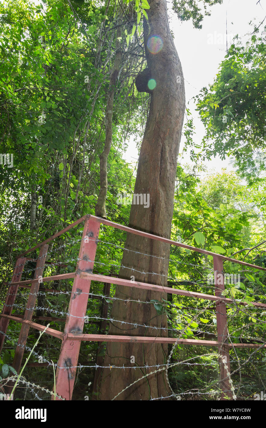 Siam Palisander (Dalbergia cochinchinensis), Zaun und Stacheldraht, Thap Lan-Nationalpark, Dong Phayayen-Khao Yai Forest Complex, Ost Thailand, August. Stockfoto