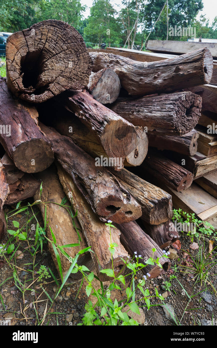Siam Palisander (Dalbergia cochinchinensis) Holz von Wilderern konfisziert, gespeichert als Beweis, Thap Lan-Nationalpark, Dong Phayayen-Khao Yai Forest Complex, Ost Thailand, August. Stockfoto