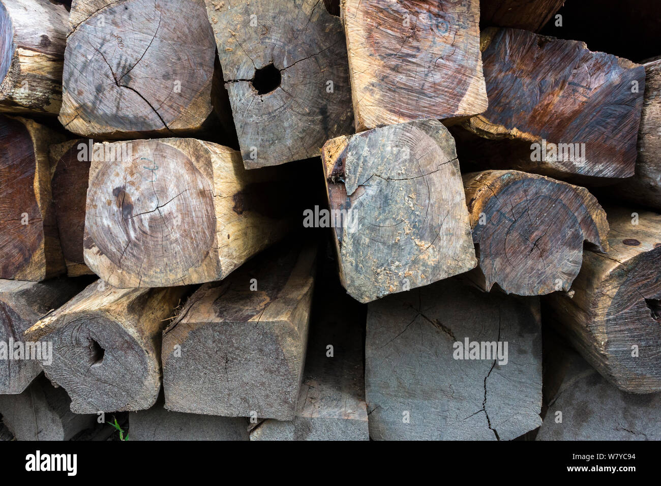 Siam Palisander (Dalbergia cochinchinensis) Holz von Wilderern konfisziert, gespeichert als Beweis, Thap Lan-Nationalpark, Dong Phayayen-Khao Yai Forest Complex, Ost Thailand, August. Stockfoto