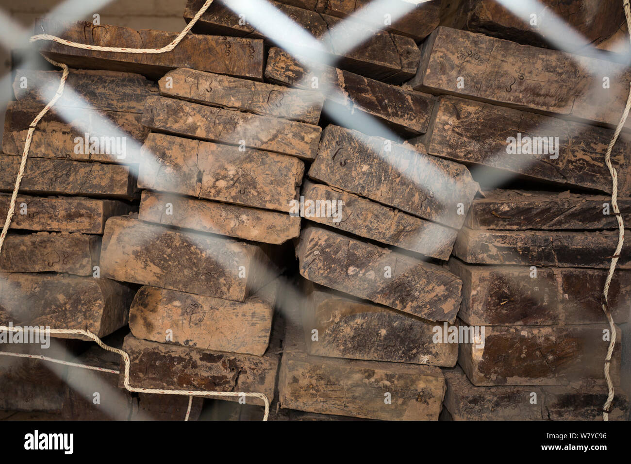 Siam Palisander (Dalbergia cochinchinensis) Holz von Wilderern konfisziert, gespeichert als Beweis, Pang Sida Nationalpark, Dong Phayayen-Khao Yai Forest Complex, Ost Thailand, August. Stockfoto