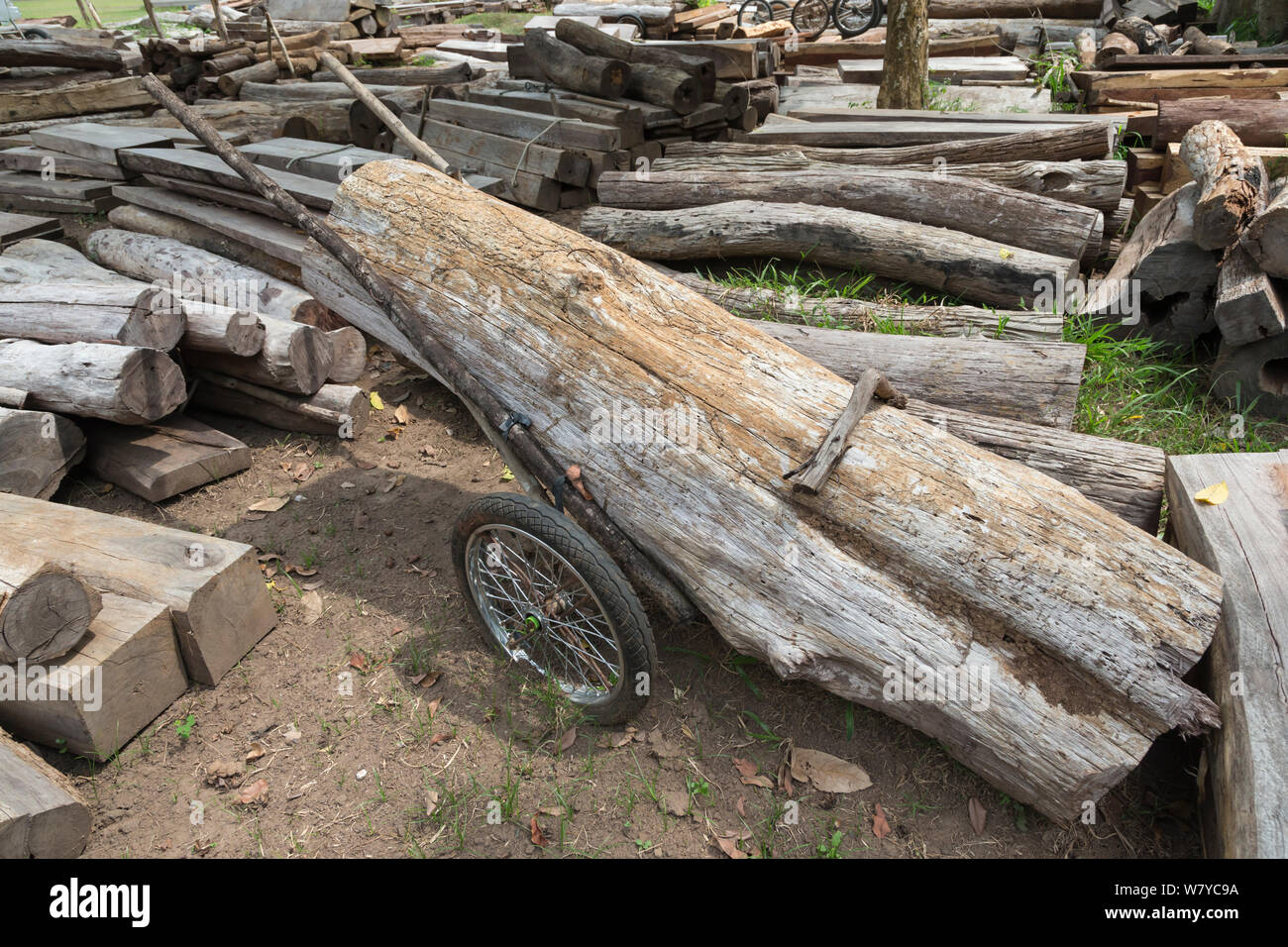 Improvisierte Warenkorb von Wilderern zum aus Siam Palisander (Dalbergia cochinchinensis) Holz gespeichert als Beweis, Thap Lan-Nationalpark, Dong Phayayen-Khao Yai Forest Complex, Ost Thailand, August. Stockfoto