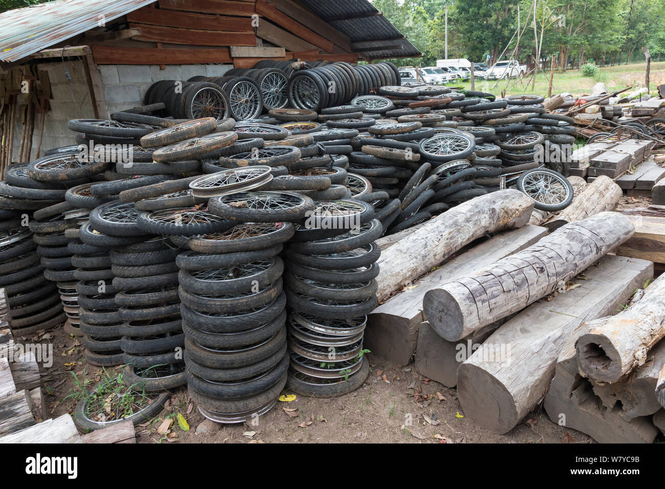 Siam Palisander (Dalbergia cochinchinensis) Holz- und Motorrad- Räder, von Wilderern verwendet Karren zum Entfernen von Holz zu machen, gespeichert als Beweis, Thap Lan-Nationalpark, Dong Phayayen-Khao Yai Forest Complex, Ost Thailand, August. Stockfoto