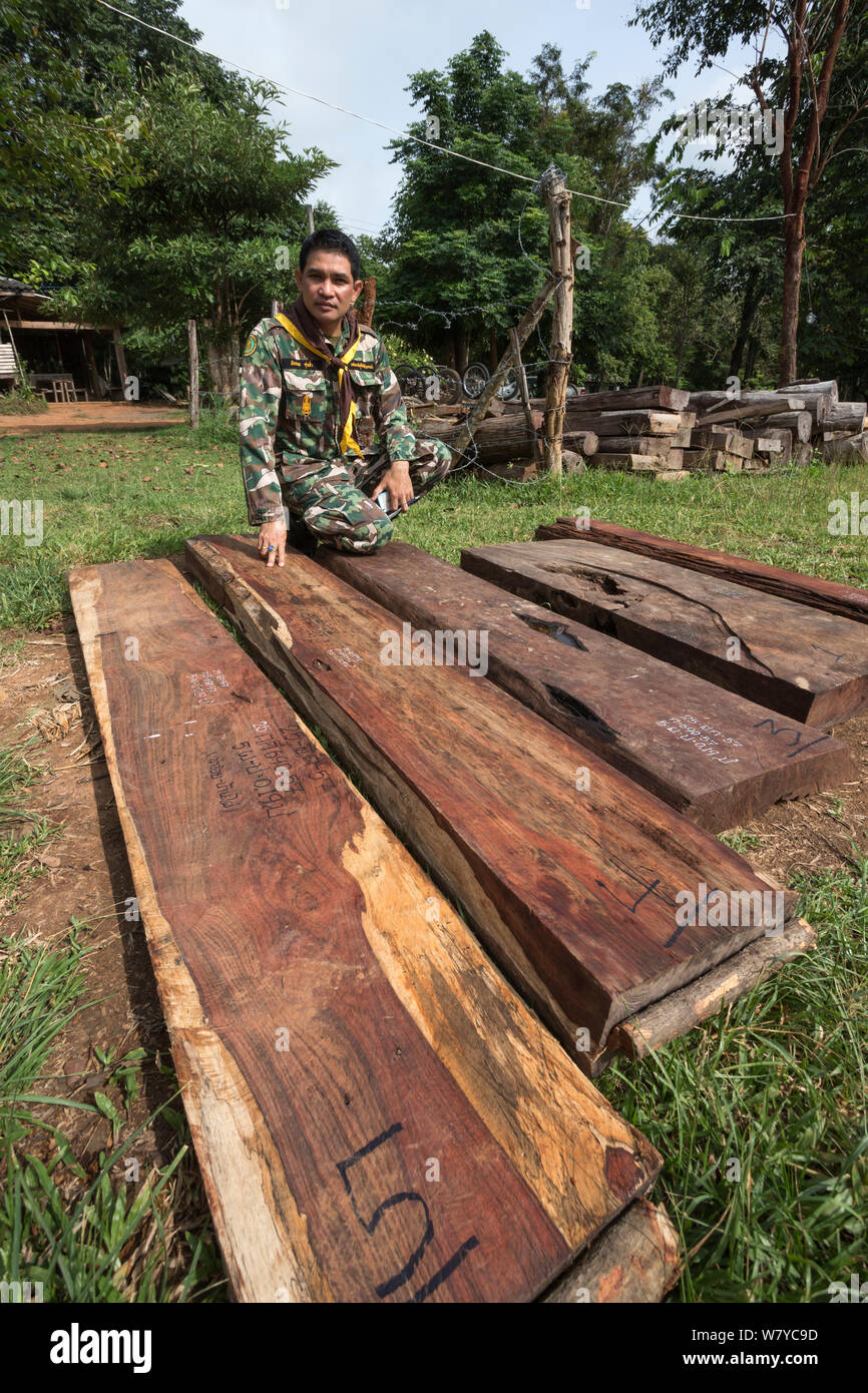 Thap Lan Assistant Chief Pattarapol Sunhua mit Siam Palisander (Dalbergia cochinchinensis) Holz von Wilderern konfisziert, Thap Lan-Nationalpark, Dong Phayayen-Khao Yai Forest Complex, Ost Thailand, August, 2014. Stockfoto