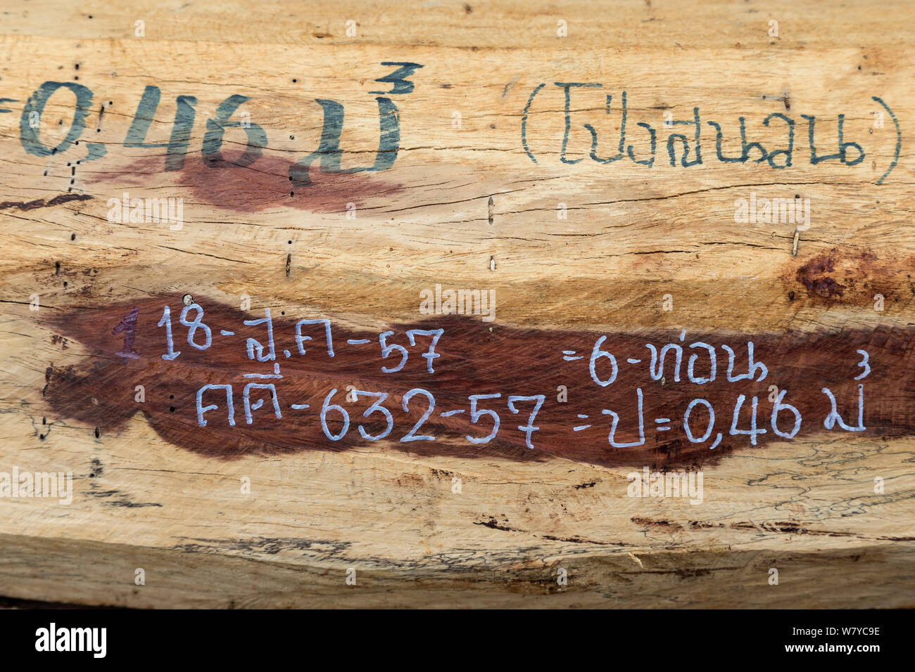 Siam Palisander (Dalbergia cochinchinensis) Holz von Wilderern konfisziert, für Hinweise gekennzeichnet, Thap Lan-Nationalpark, Dong Phayayen-Khao Yai Forest Complex, Ost Thailand, August. Stockfoto