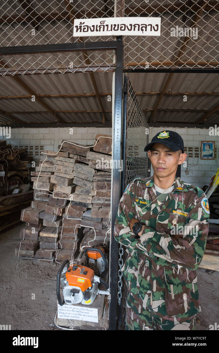 Pang Sida ranger Wisak Thongseekram an Beweise store mit Siam Palisander (Dalbergia cochinchinensis) von Wilderern konfisziert, Pang Sida Nationalpark, Dong Phayayen-Khao Yai Forest Complex, Ost Thailand, August, 2014. Stockfoto