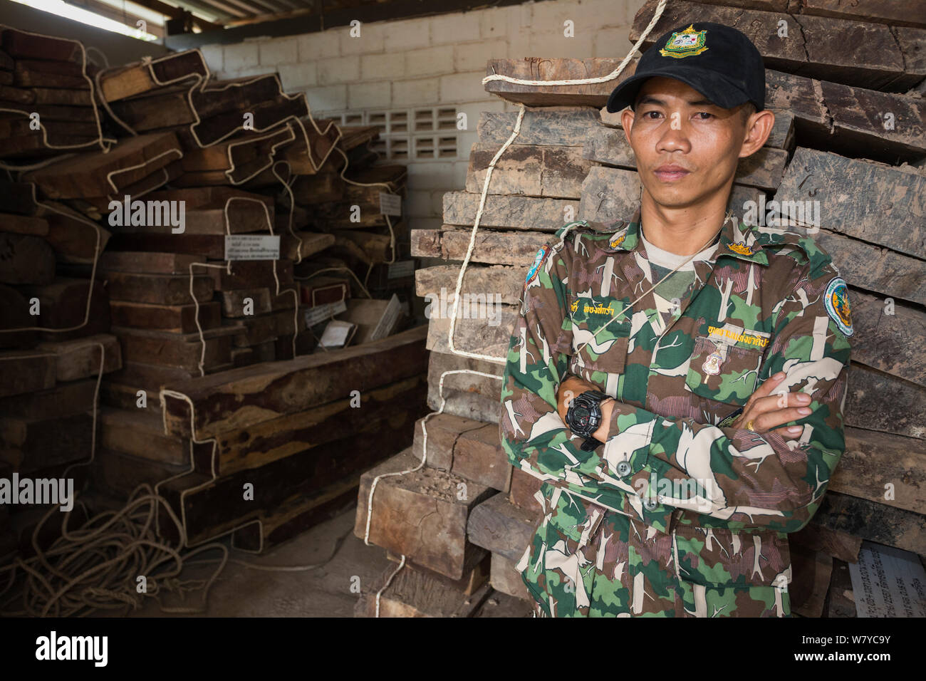 Pang Sida ranger Wisak Thongseekram an Beweise store mit Siam Palisander (Dalbergia cochinchinensis) von Wilderern konfisziert, Pang Sida Nationalpark, Dong Phayayen-Khao Yai Forest Complex, Ost Thailand, August, 2014. Stockfoto