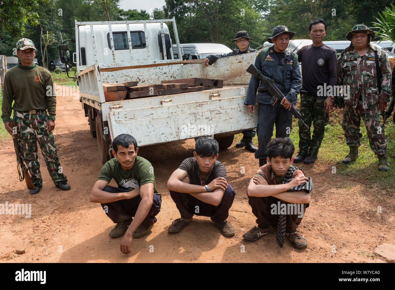 Siam Palisander baum Wilderer von Anti verfangen - wilderei Patrouille, Thap Lan-Nationalpark, Thap Lan-Nationalpark, Dong Phayayen-Khao Yai Forest Complex, Ost Thailand, August, 2014. Stockfoto