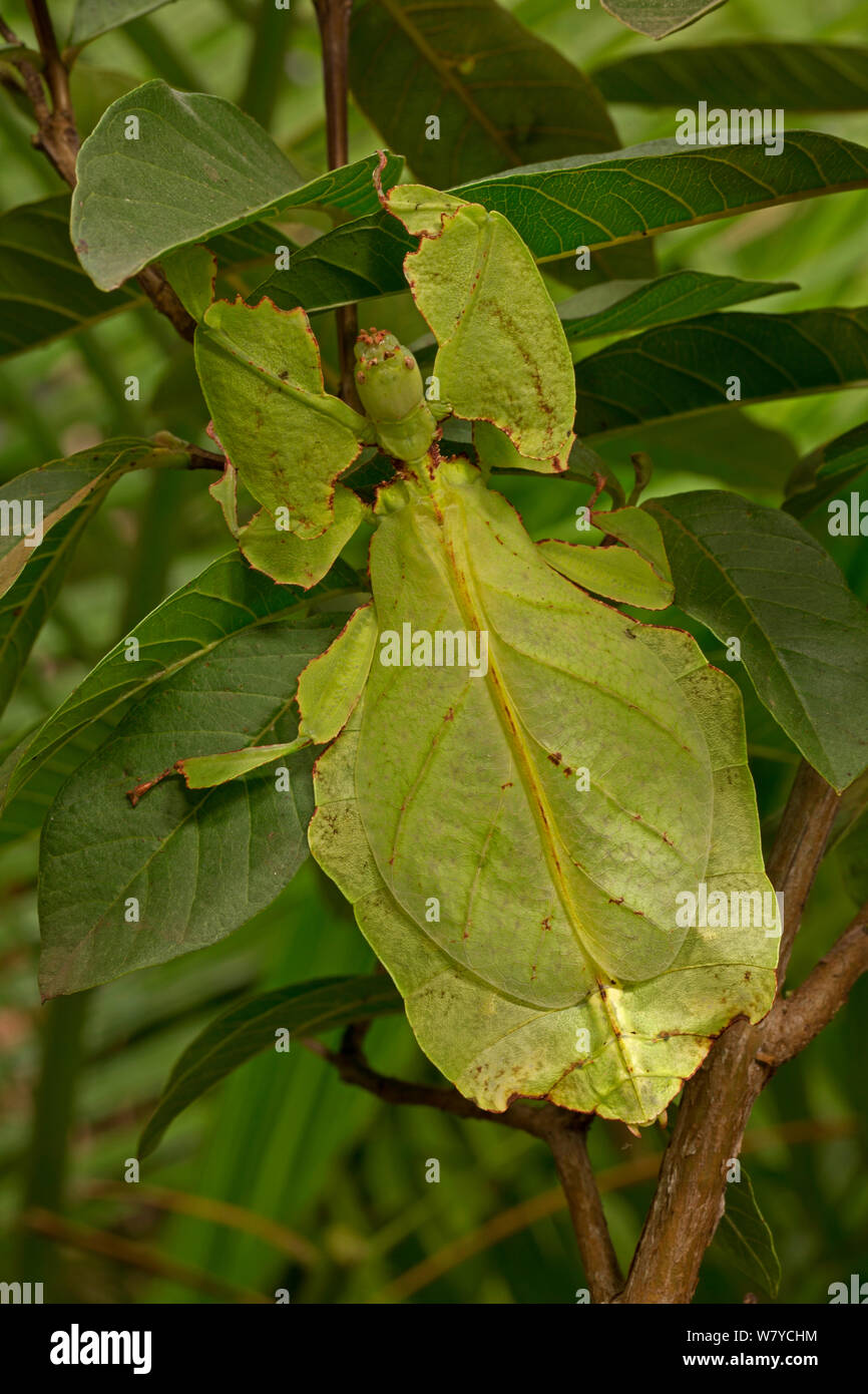 Riesige blatt Insekt (Phyllium giganteum) unverlierbaren, tritt in Südostasien. Stockfoto