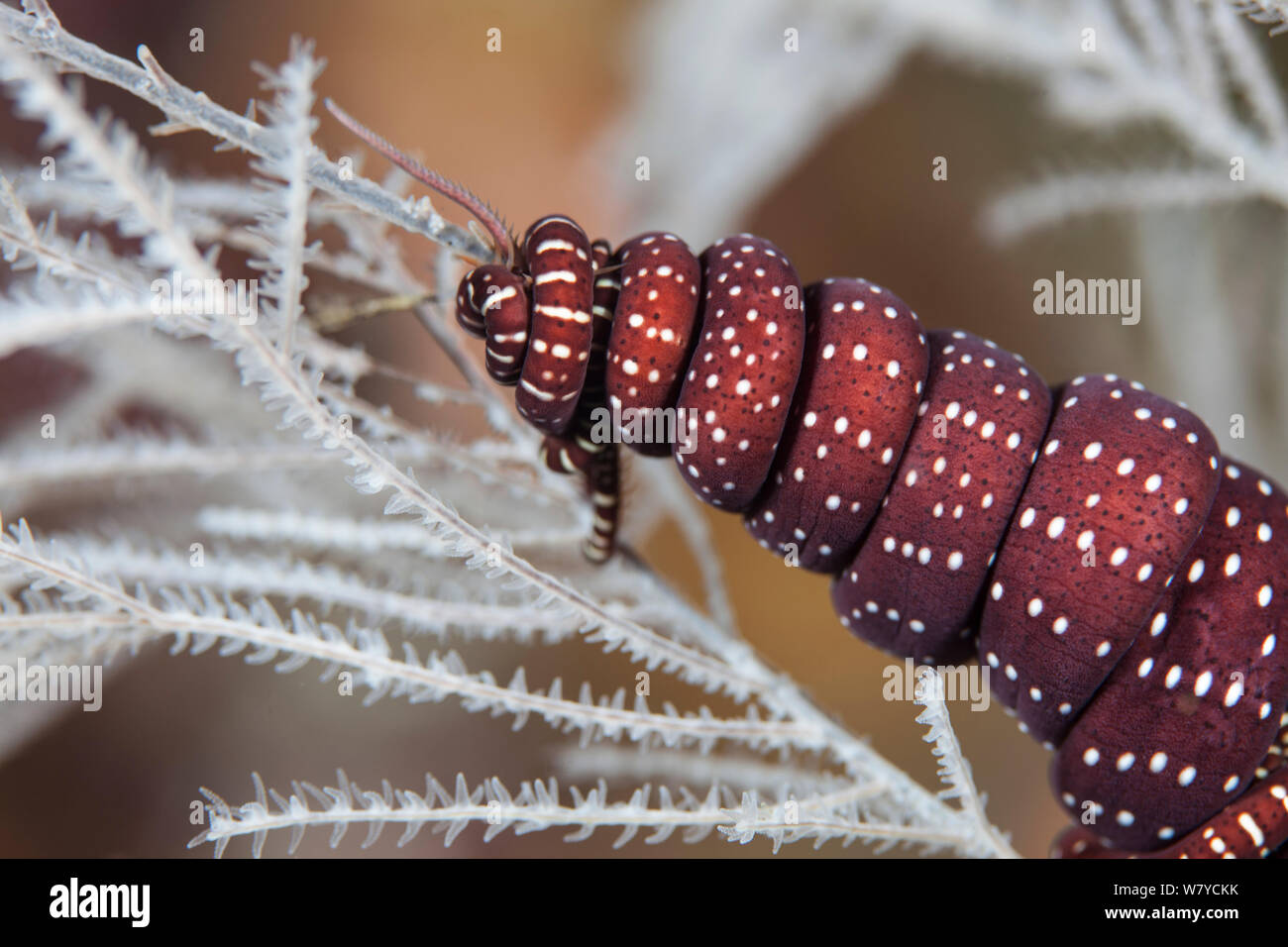 Nahaufnahme von Schlange star Arm (Astrobrachion constrictum) leben in einer symbiotischen Beziehung auf Fiordland Schwarzen Korallen (Antipathella fiordensis) in den Dusky Sound, Fiordland National Park, Neuseeland. Stockfoto