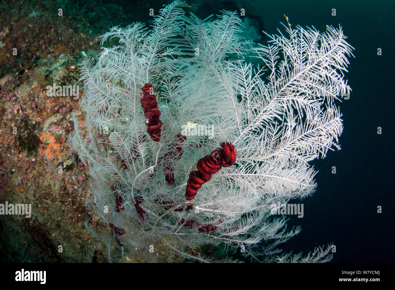 Fjordland Schwarzen Korallen (Antipathella fiordensis) leben in einer symbiotischen Beziehung mit der Schlange Star (Astrobrachion constrictum) in den Dusky Sound, Fiordland National Park, Neuseeland. Stockfoto