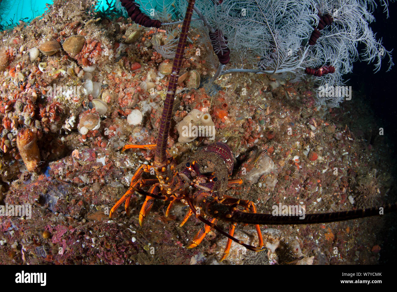 Neuseeland Krebse oder Southern Rock Lobster (Jasus edwardsii) versteckt sich unter einem Fiordland Black Coral Tree (Antipathella fiordensis) in den Dusky Sound, Fiordland National Park, Neuseeland. April 2014. Stockfoto