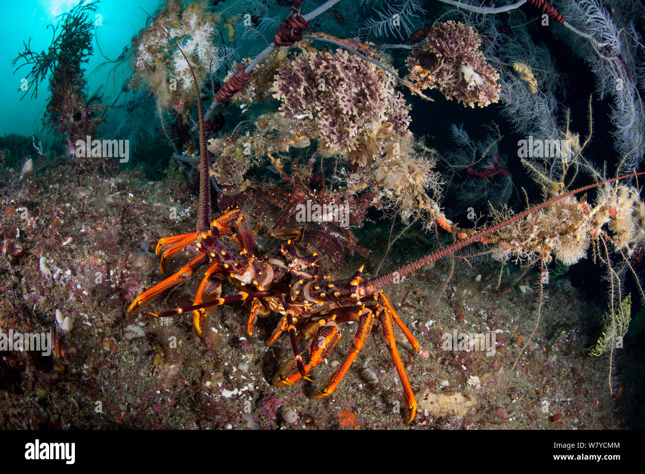 Neuseeland Krebse oder Southern Rock Lobster (Jasus edwardsii) versteckt sich unter einem Fiordland Black Coral Tree (Antipathella fiordensis) in den Dusky Sound, Fiordland National Park, Neuseeland. April 2014. Stockfoto