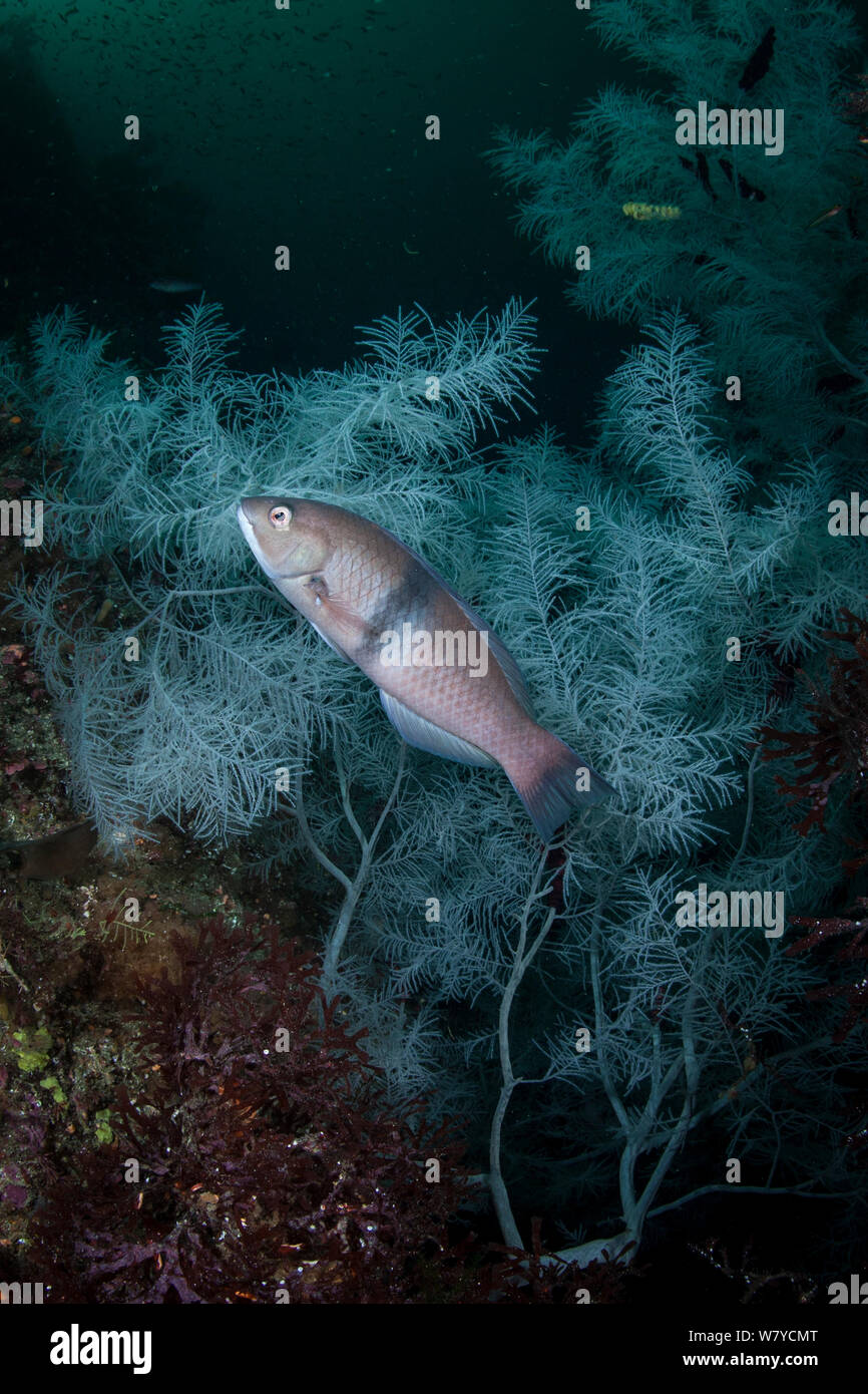 Gridled lippfisch (Notolabrus Cinctus) unter Fiordland Schwarzen Korallen (Antipathella fiordensis) in den Dusky Sound, Fiordland National Park, Neuseeland. Stockfoto