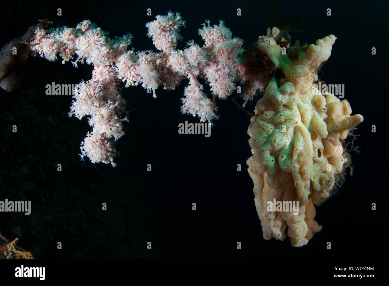 Weißen Weichkorallen (Alcyonium sp) und ein Wachs Ascidian (nicht klassifiziert) ungeschlechtlich vermehren auf einem toten Black Coral Tree in den Dusky Sound, Fiordland National Park, Neuseeland. April 2014 Stockfoto