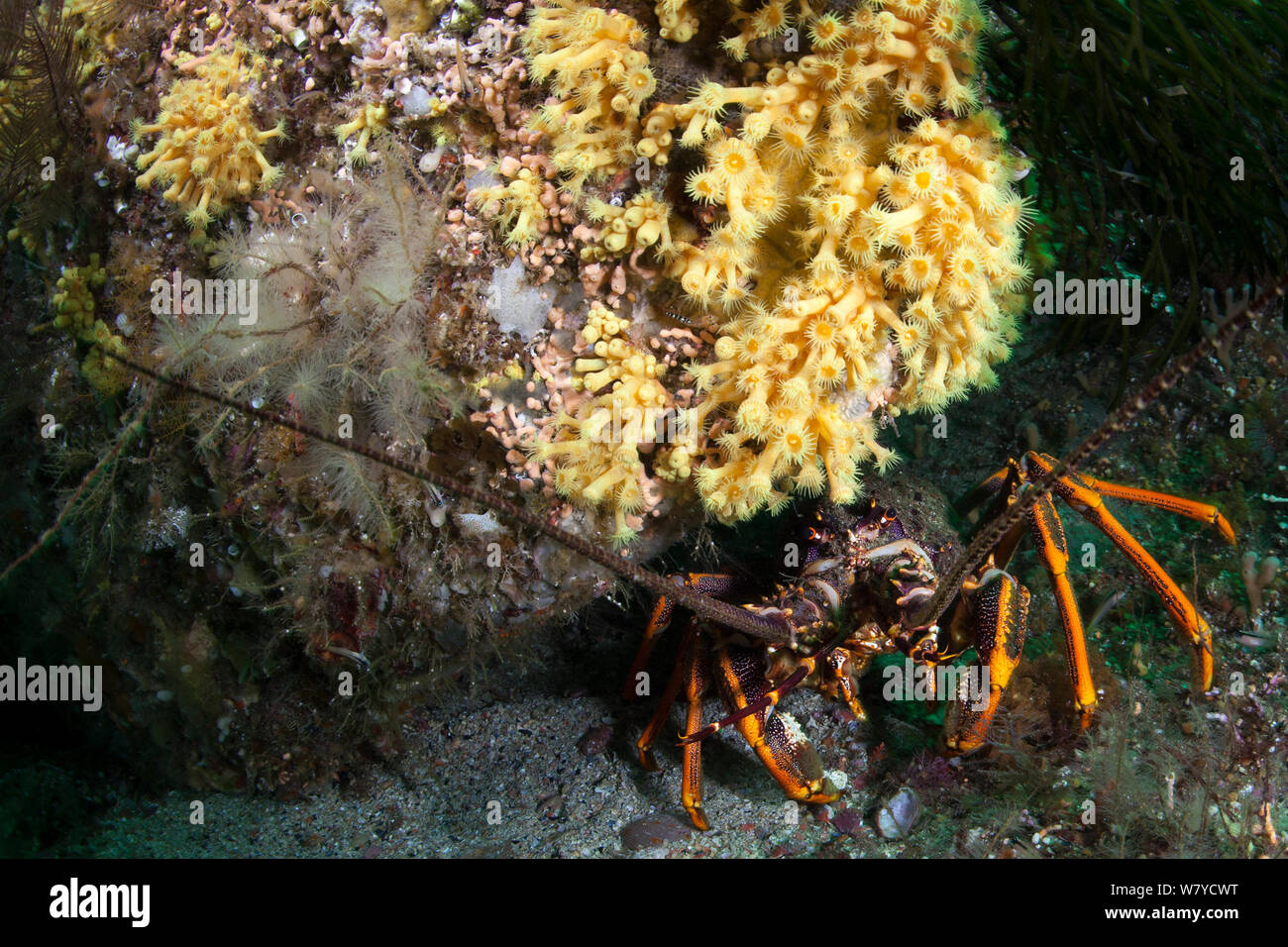Neuseeland Krebse oder Southern Rock Lobster (Jasus edwardsii) versteckt sich unter dem gelben zoathhid Anemone (Parazoanthus streckt) im Doubtful Sound, Fiordland National Park, Neuseeland. Stockfoto