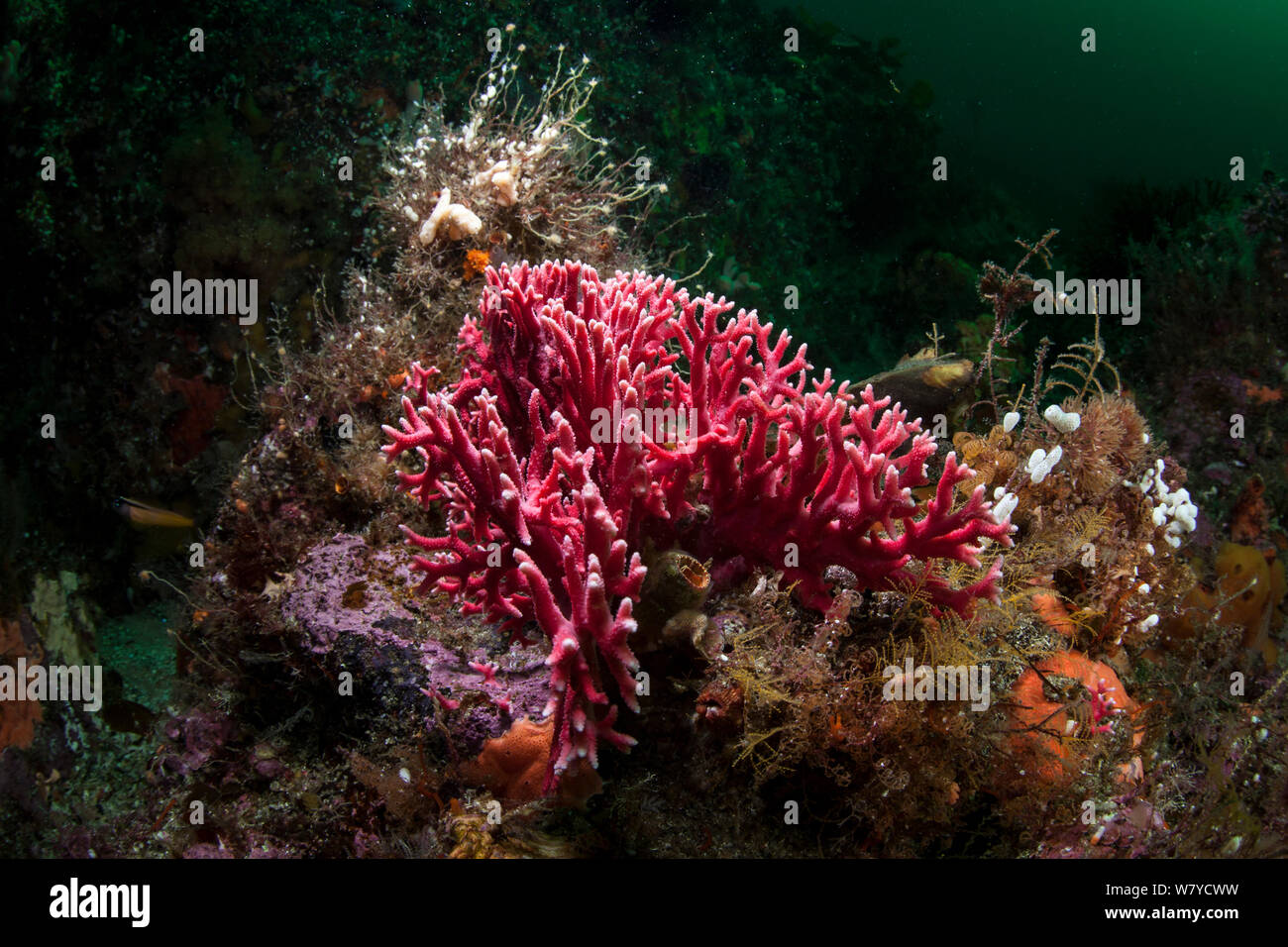 Rote Koralle (Errina novazelandiae) im Doubtful Sound, Fiordland National Park, Neuseeland. Stockfoto